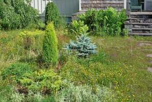 conifer garden in Indian Lake NY